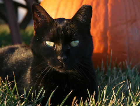 Beautiful black cat sitting on grass