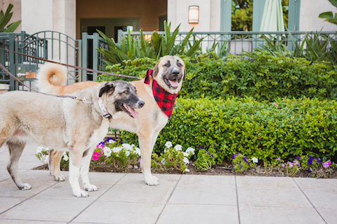 Dogs walking outside, getting plenty of exercise is important for diabetes management
