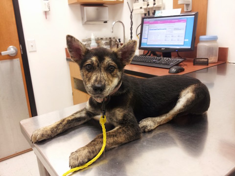 Stormy the puppy at the veterinarian's office