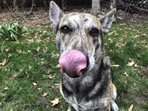 German shephard dog Stormy licking his mouth