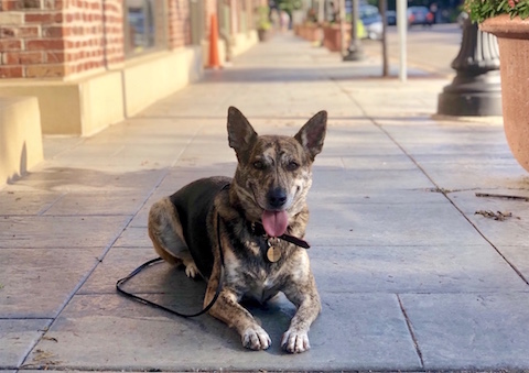 A happy and healthy raw fed dog