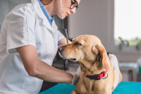 Dog at veterinarian office
