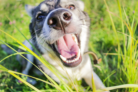 Happy and healthy dog outside in grass