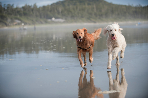 Happy dogs running