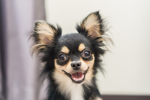 Will Veterinary Telehealth Stay In Place Once The COVID-19 Pandemic Is Over?