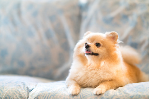 Should I be concerned about My Pet and COVID 19?
