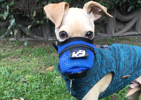 Tips for pet parents on protecting your dog or cat