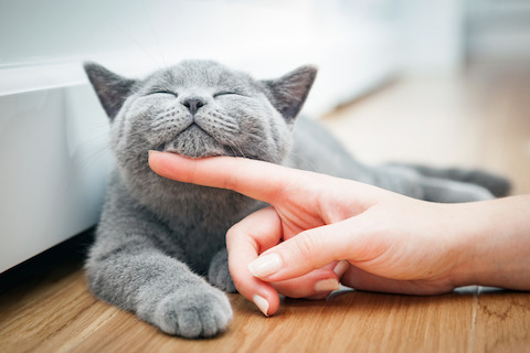 What does social distancing mean for pet parents?