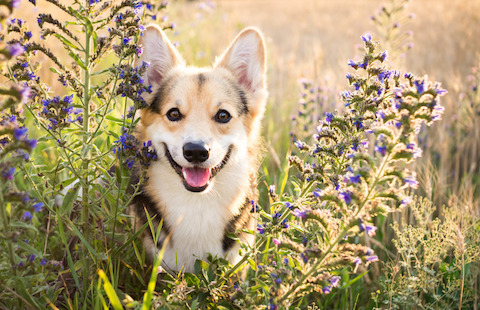 How to care for your pet if you become ill.