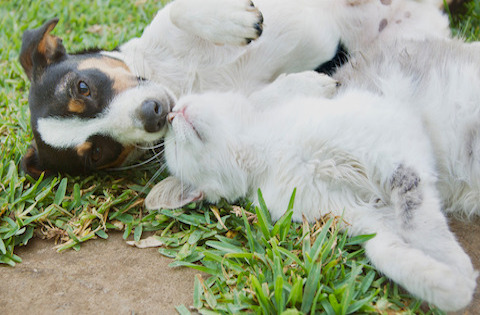 Your cat or dog's gut health is important for their overall health
