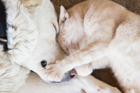 What you can learn about your pet's health with a Gut Health Test