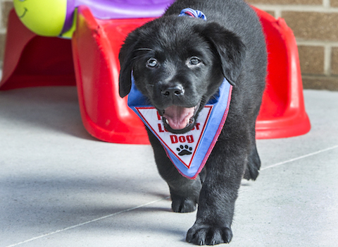 Helping Guide Dogs to Have Healthy Guts