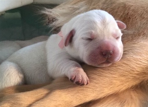 A Leader Dogs for the Blind newborn puppy