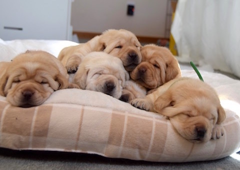 Adorable puppies sleeping