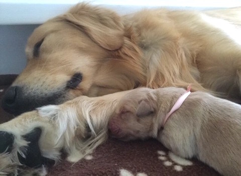 Mother dog and her puppy sleeping.