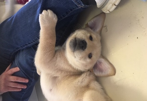 AnimalBiome collaborating with Leader Dogs for the Blind: cute puppy training to be a guide dog