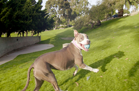 What are IBD treatment for dogs? Some dogs will benefit from a canine fecal transplant.