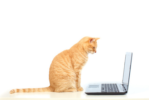 How Veterinarians Can Incorporate Telehealth Services in 2020
