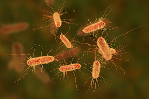 Escherichia coli bacterium, E.coli, gram-negative rod-shaped bacteria, part of intestinal normal flora and causative agent of diarrhea and inflammations. 3D illustration - AnimalBiome