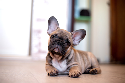 French Bulldog has symptoms of high E. coli like diarrhe - AnimalBiomea