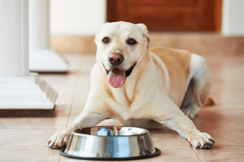 A novel protein can help a dog with food sensitivities. A novel protein is just a protein source that’s new to your dog.