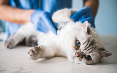 how to improve your cat's gut health and digestion