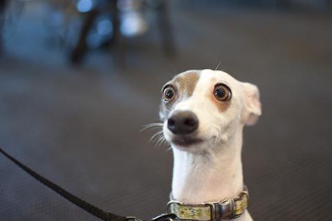 How can I improve my dog's gut health?