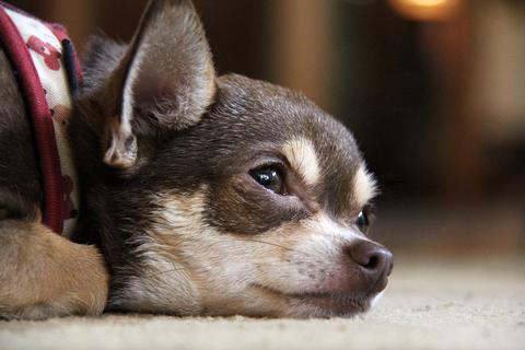 How do you treat leaky gut in dogs?