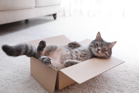 What's the difference between Cat IBS and Cat IBD?