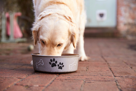 A healthy, balanced dog diet with good nutrition is the primary way to manage your dog's gut health.