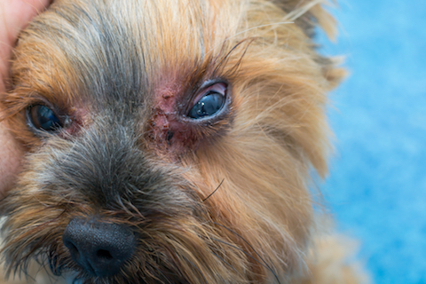 Picture of dog with Malassezia fungal infection around eye