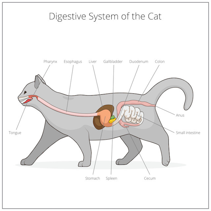 Cat Digestive System: A cat’s digestive tract is relatively short, and a high-protein meal moves through quickly.