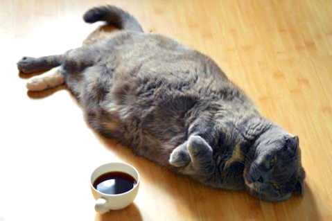 Obese cats have higher levels of inflammatory chemicals in their bloodstream
