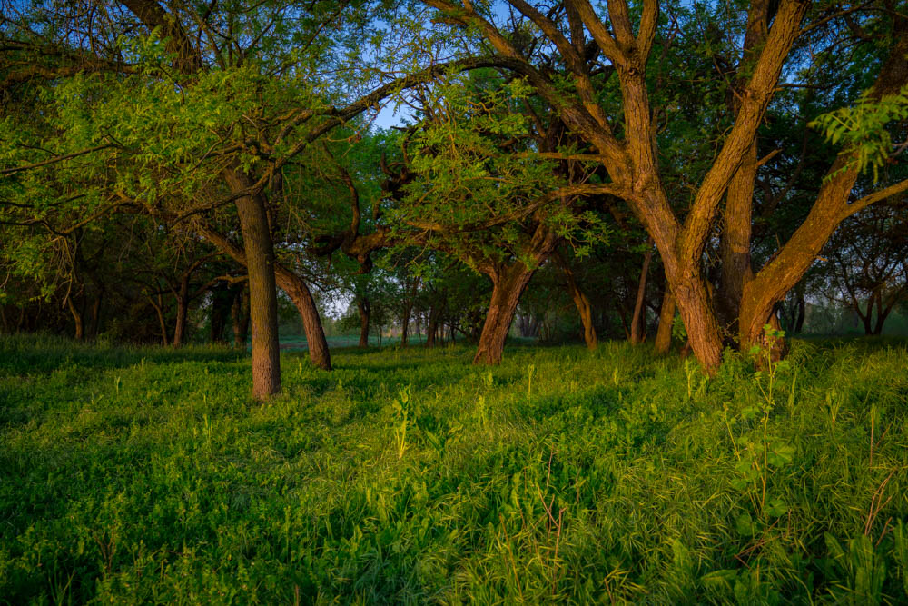 Trees line the American River Parkway as people bike in Sacramento for Visit Sacramento.