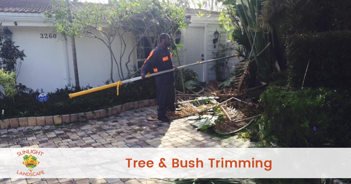 Palm Tree Trimming