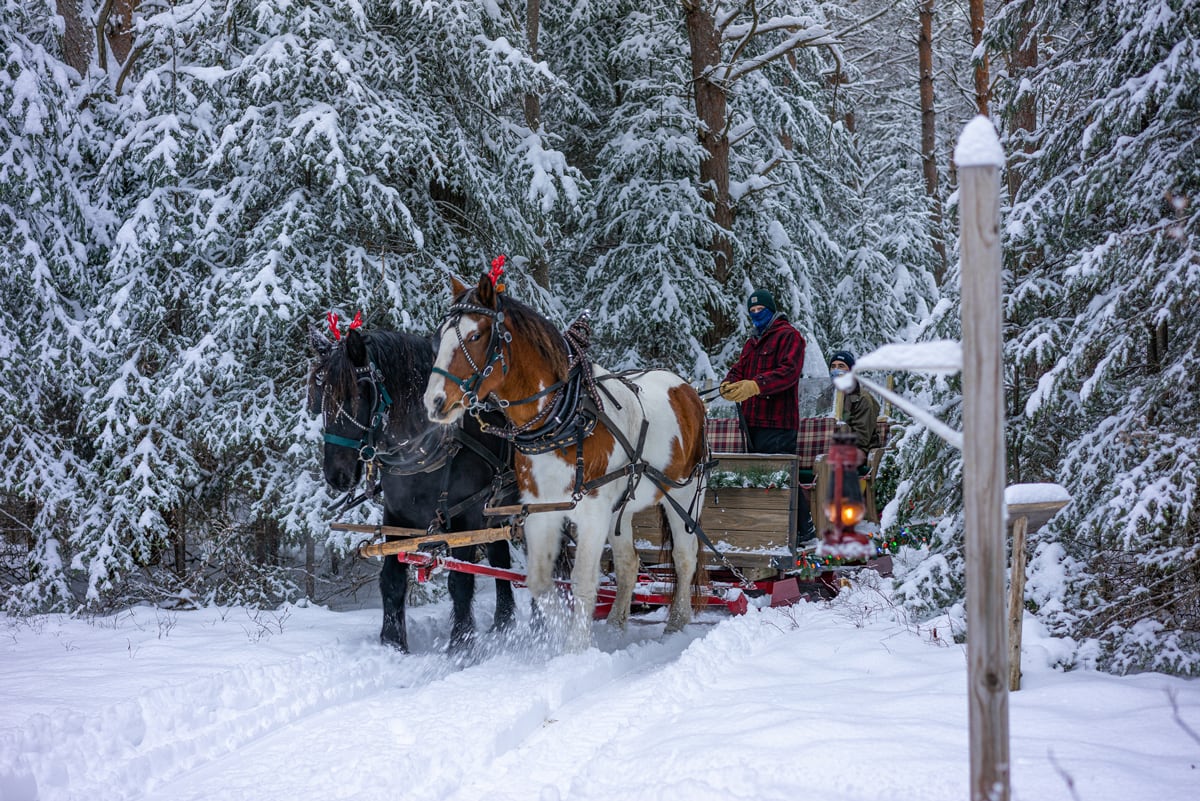 Draft horses pull a hand-built sleigh on the Lake Clear Lodge's lantern-lit trails on a beautiful winter day.
