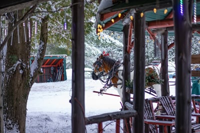 Percheron draft horses Jasper and Fly during the winter with holiday decor and the 1886 Main Lodge gazebo in the foreground.