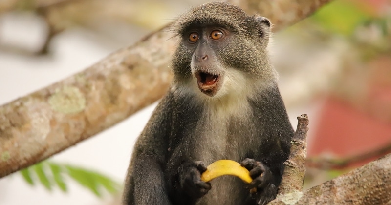 Pagrindiniai žmogaus kvailumo dėsniai