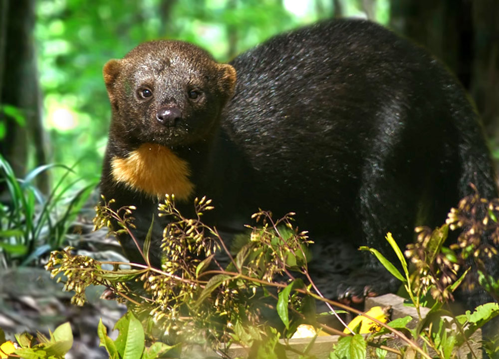 Point Radix Mayaro Chien Bois Camp