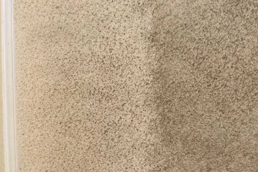 Premier Carpet Cleaning In San Go Ca Pure Light Carpet Being Cleaned In San Go Ca