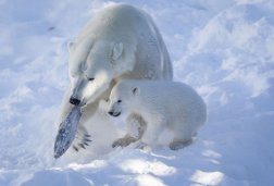 Polar Bear mother and cube Polar Bear mother and cube