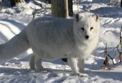 Arctic Fox Ranua Arctic Fox Ranua