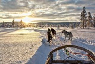 Siberian husky tour Siberian husky tour