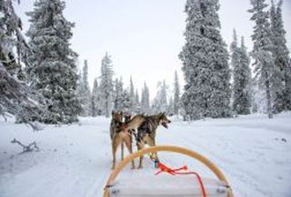 Husky & reindeer combo tour! Husky & reindeer combo tour!