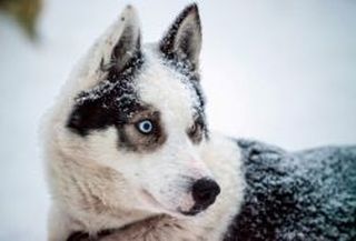 Blue eyes Blue eyes husky dog