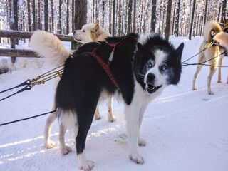 Funny husky dog Funny husky dog