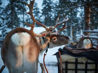 Arctic Reindeer on arctic circle Arctic Reindeer on arctic circle