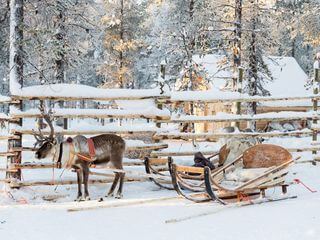 Reindeer on arctic circle Reindeer on arctic circle