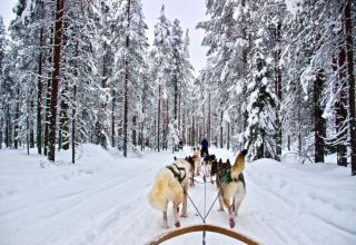 Husky safari Rovaniemi
