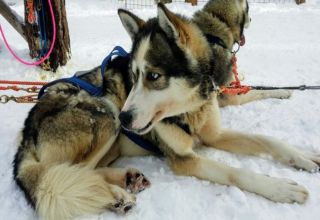 Siberian Husky Rovaniemi